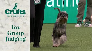 Toy Group Judging  Crufts 2024 [upl. by Ttereve]