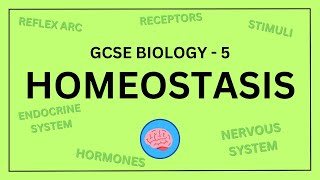 GCSE Biology Topic 5  Homeostasis and Response  Science Revision in under 10 Minutes [upl. by Adgam]