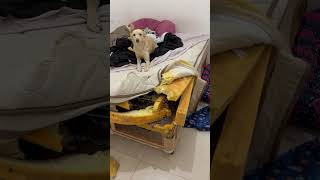 Dog Wagging Its Tail as Owner Films the Torn Mattress [upl. by Amr280]