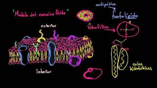 Estructura de la membrana celular modelo del mosaico fluido  Biología  Khan Academy en Español [upl. by Neom451]