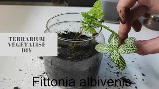 Terrarium végétalisé DIY [upl. by Levona433]