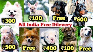 Free Dogs  Cheapest dog market in India  2024 free dog delivery all india Pitbull beagle labrador [upl. by Dnalor]