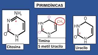 Todo lo que necesitan aprender sobre los nucleótidos [upl. by Camey]