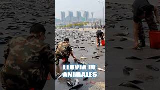 Lluvia de Animales 😱🌧️  40 [upl. by Alleras]