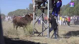 Apenas quince minutos de Toro de la Vega 2013 en Tordesillas [upl. by Ednyl]