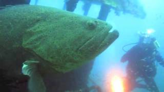 Scuba Diving Floridas Gulf of Mexico  Clearwater Florida [upl. by Waring]