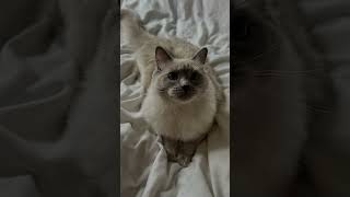 ⋆ ˚｡⋆୨୧˚Åŵŵŵŵ ⋆ ˚｡⋆୨୧˚fypシ゚viral cute cat follow [upl. by Anagrom]