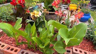 Yard Update Limequat Plumerias and Canna Lilies [upl. by Lezlie810]