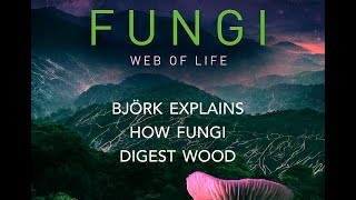 Fungi Web of Life  Björk explains how fungi decompose wood [upl. by Barrus188]