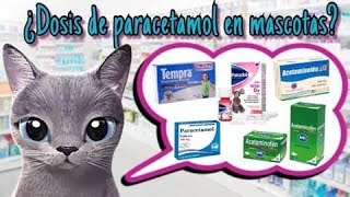 ¿EL PARACETAMOL MATA GATOS [upl. by Brant738]