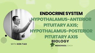 HypothalamusAnterior Pituitary Axis amp Hypothalamus [upl. by Fen]