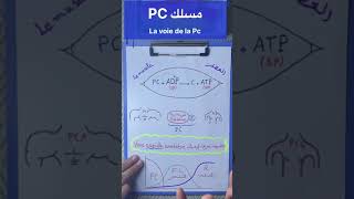 La phosphocréatine الفوسفوكرياتين [upl. by Erdnad878]