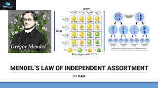 Mendels Law Of Independent Assortment [upl. by Acitel]