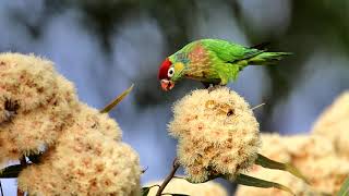 Lorikeet Varied [upl. by Hsemin]