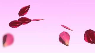 Rose Petals Falling Animation HD [upl. by Marijo]