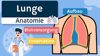 Lunge  Aufbau Blutversorgung und Innervation einfach erklärt [upl. by Aracahs]