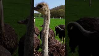 The Truth About Ostriches Giant Birds as Fast as the Wind facts animals ostrich  wildlife [upl. by Roel]