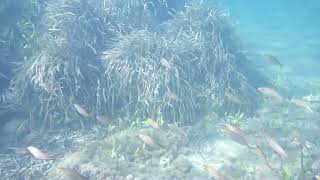 Snorkeling with Kodak Pixpro WPZ2 Spiaggia di Bengodi Talamone by Alex Pi Lion Full HD Part 1 [upl. by Aidaas]