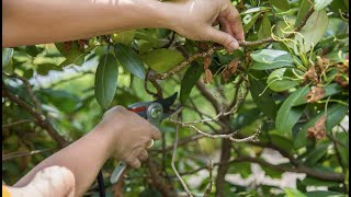 PETITTI How To Prune Rhododendron [upl. by As]