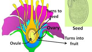 Science  Plants Sexual Reproduction  Pollination fertilization  English [upl. by Alban]