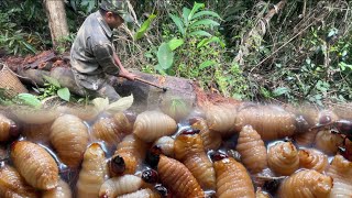 Harvesting beetle larvae Cutting tree cores to feed chickens  Idyllic life [upl. by Inaffyt]