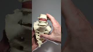 Lumbosacral model with transitional vertebrae and disc herniation [upl. by Waters]