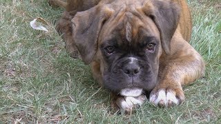 Di Cajou vom Teufenwald  ein Deutscher Boxer [upl. by Onairotciv898]