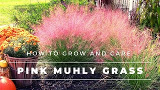 Pink Muhly Grass  How to Grow and Care for Muhlenbergia capillaris  Gulf Muhly [upl. by Quincy]