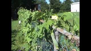 Luffa Plants in August 6 of 8 [upl. by Lleksah]