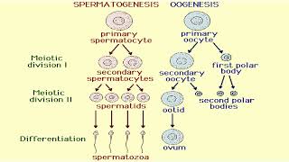 Oogenesis and Spermatogenesis Formation in Animal Cell [upl. by Chilson]