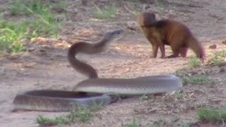 Brave Mongoose Tackles Lethal Black Mamba Snake [upl. by Aidole450]