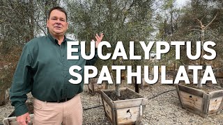 Eucalyptus spathulata  New Trees for Changing Climates [upl. by Rezeile]