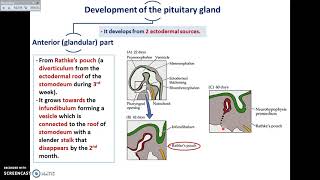 Pituitary Embryology [upl. by Nahtannoj]