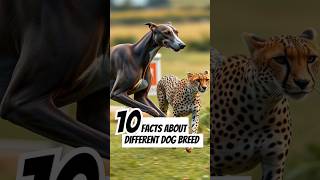 10 facts about different dog breed you never know facts dogbreeder [upl. by Ennovehc]