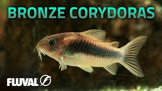 Species Spotlight  Bronze Corydoras [upl. by Atteragram]