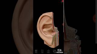 ENT 002 b External Middle Inner Ear Anatomy 3D model three dimension tympanic membrane malleus [upl. by Ettenuj439]