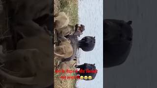 lion vs hippo fight to death😭😭trending shortvideo fight [upl. by Notnil]