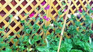 Growing sweet peas from seeds to flowers shorts [upl. by Handy90]