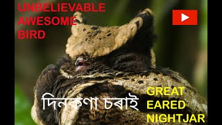 GREAT EARED NIGHTJAR A rare species of nightjar family To know more Visit wwwwildeastin [upl. by Lewse]