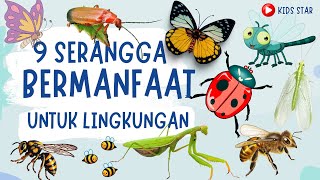 9 SERANGGA YANG BERMANFAAT BAGI LINGKUNGAN  BELAJAR NAMA SERANGGA BAHASA INGGRIS  NAMES OF INSECT [upl. by Farra]