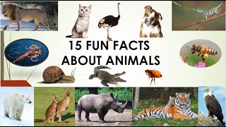 15 FUN FACTS ABOUT ANIMALS [upl. by Ecille]