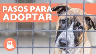 ¿Dónde y Cómo Adoptar a un Perro  Requisitos y Recomendaciones [upl. by Chisholm]