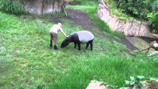 Tierpfleger bei den Flachlandtapir in Tropenhaus im Zoo Leipzig am Sa 7072012 [upl. by Bergin]