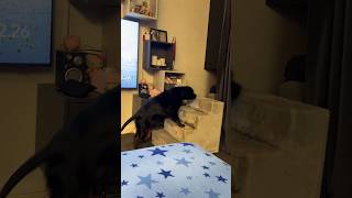 The Staffordshire Bull Terrier go up the stairs ❤︎ staffordshirebullterrier loveshorts 2024 [upl. by Aliwt]