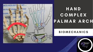 PALMAR ARCHES  HAND COMPLEX BIOMECHANICSPhysiotherapy [upl. by Yrocal]