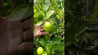 🌱கொத்து கொத்தாக காய்க்கும் தாய் பேட்டி லெமன்  Thai Peti Lemon Exotic Terrace Gardening Delight 🍋 [upl. by Olyhs830]