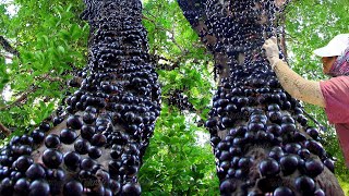 How They Harvest and Process the Strangest Fruit of Brazil  Jabuticaba Harvesting [upl. by Cutler334]