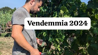 VENDEMMIA MANUALE PER I NOSTRI SPUMANTI ROSÈ 2024 COME SI RACCOGLIE LUVA IN VIGNETO [upl. by Eada]