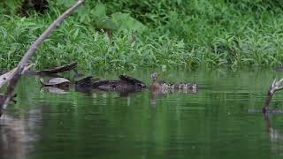 Our pond 62224 wood ducks green heron blue heron turtles [upl. by Anele]