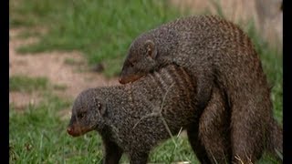 Mating habits of the Mongoose  Banded brothers  BBC [upl. by Otsedom762]